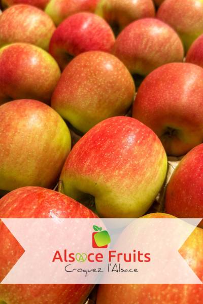 Pommes Delbarestivale d'origine Alsace labellisée Vergers Écoresponsables