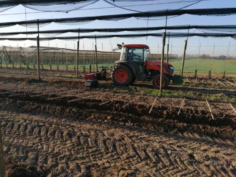 Explorez l'Épopée de la Plantation de Pommiers Granny Smith en Alsace