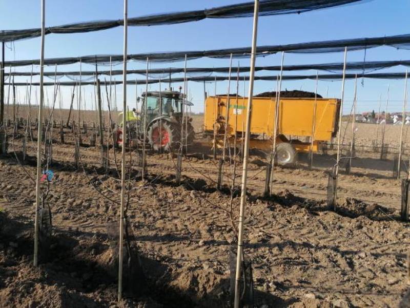 Explorez l'Épopée de la Plantation de Pommiers Granny Smith en Alsace