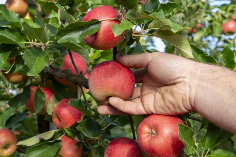 Fournisseurs de pommes NATTI pour grossistes dans le Grand-Est