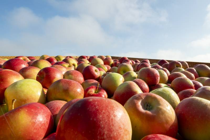 Vente de pomme Natti pour épiceries spécialisées à Reims dans la Marne