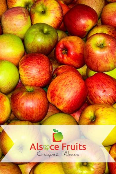 Pomme Reine des Reinettes HVE3 et Vergers Ecoresponsables