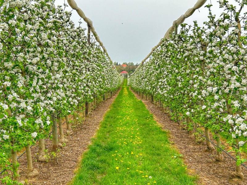 Verger de pommier en fleur