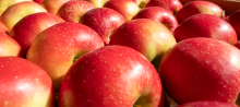 Notre zone d'activité pour ce service Jus pomme cerise en bouteille haute valeur environnementale pour GMS